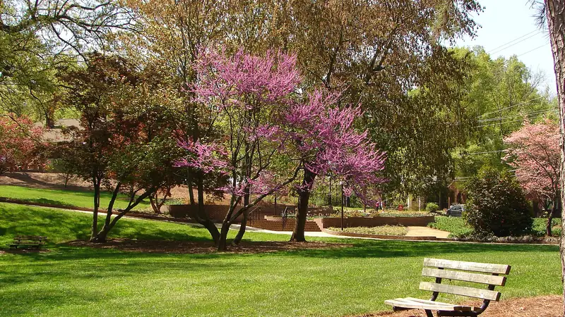 Redbud trees in bloom and a bench at Glencairn Garden in Rock Hill